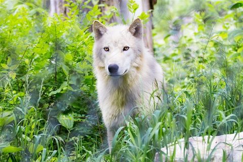 草丛中白狼图片