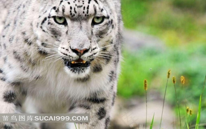 草地上凶猛的白虎