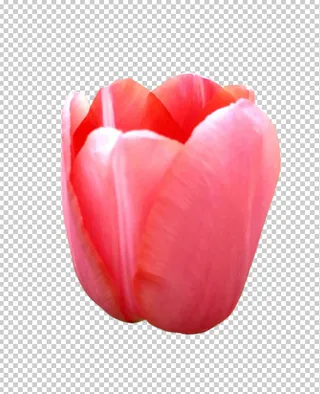 郁金香免扣素材