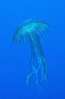 有关水母的图片
