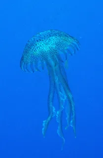 有关水母的图片