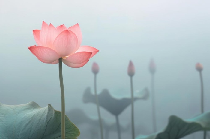 中国风雾面荷花粉色大气背景