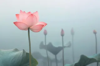 中国风雾面荷花粉色大气背景