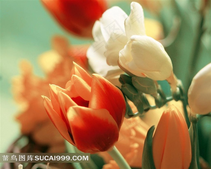 娇艳的红色白色郁金香鲜花素材