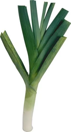 韭菜免抠