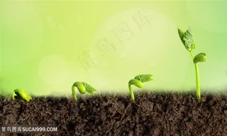希望与成长小树苗发芽