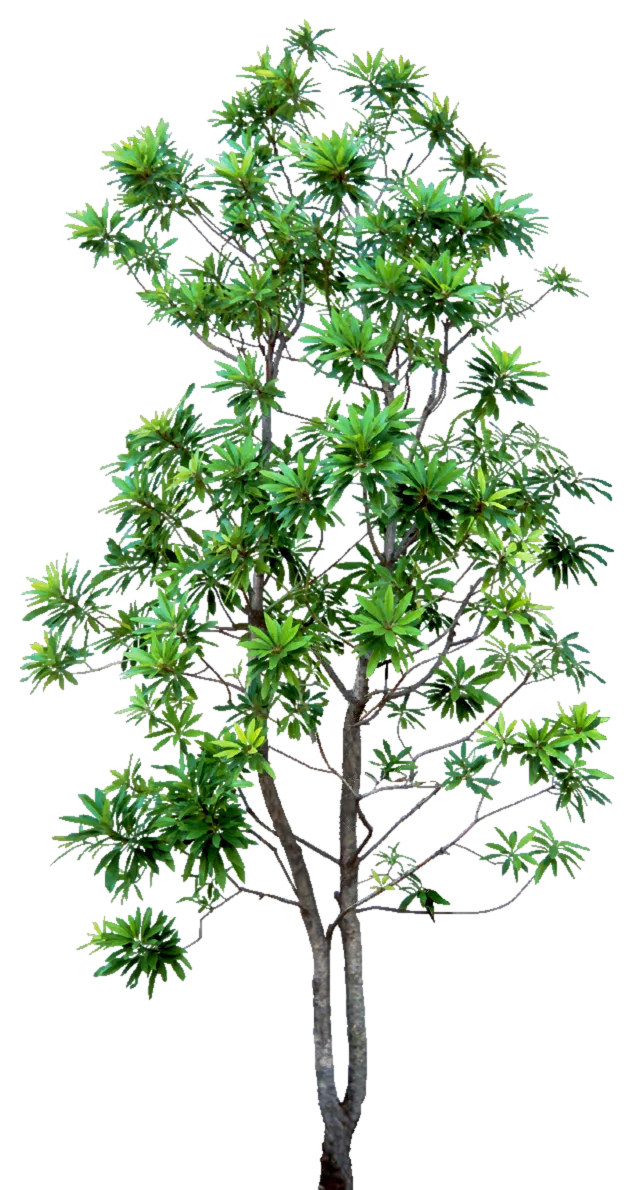 高清树木素材 免抠PSD植物素材 美术绘画园林贴图 树草灌木花草