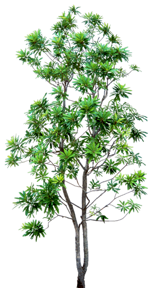 高清树木素材 免抠PSD植物素材 美术绘画园林贴图 树草灌木花草