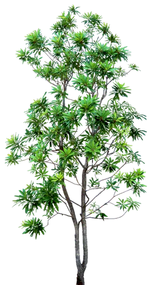 高清树木素材 免抠PSD植物素材 美术绘画园林贴图 树草灌木花草