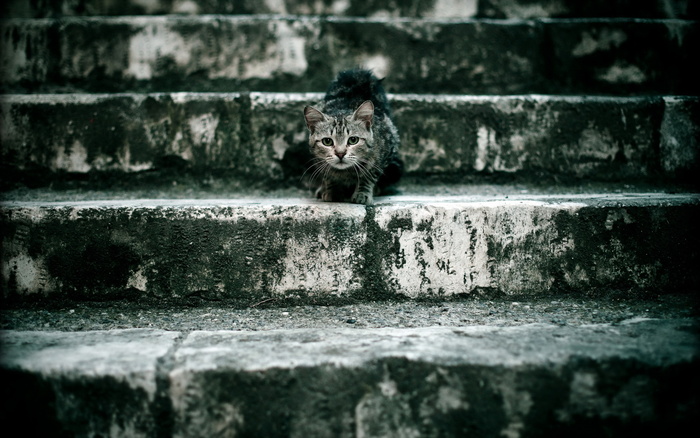 小猫在台梯