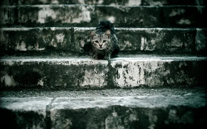 小猫在台梯