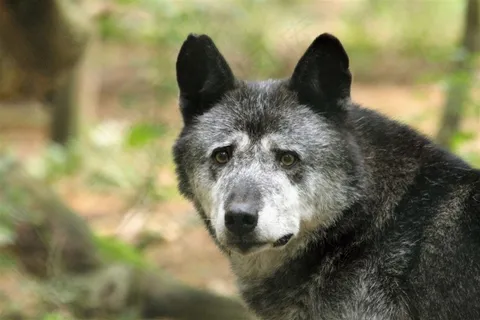 狼图片桌面壁纸