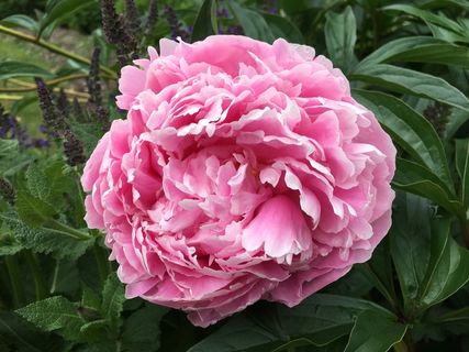 漂亮牡丹花图片