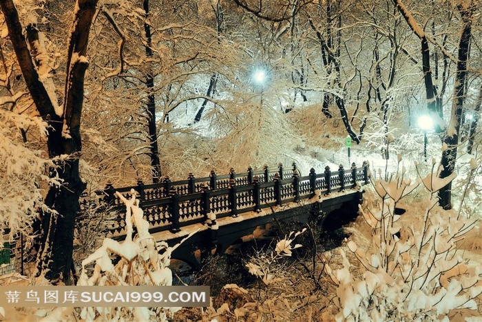 挂满积雪的树木夜景图片