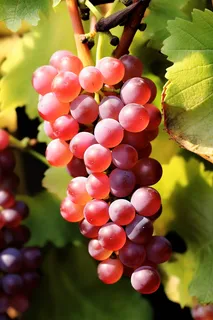 阳光下的葡萄葡萄架水果摄影图