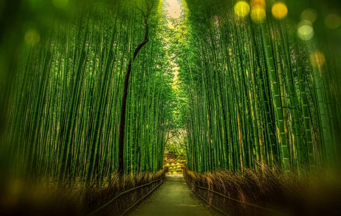 高清竹子竹林