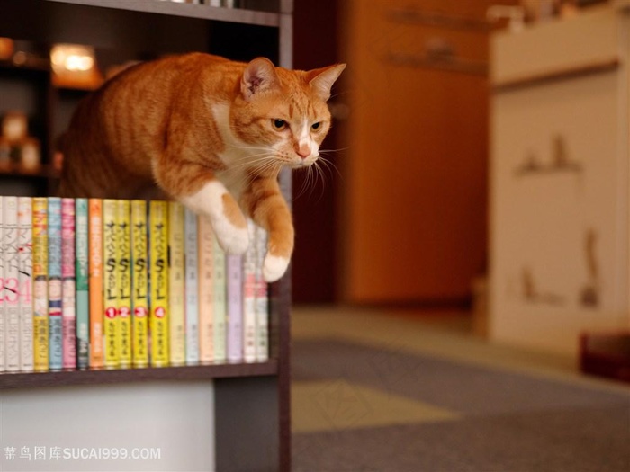 高清书架上的黄色猫咪图片