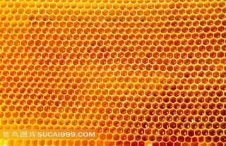 花蜂窝图片素材
