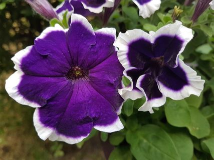 紫色鲜艳矮牵牛花图片 紫色鲜艳矮牵牛花图片