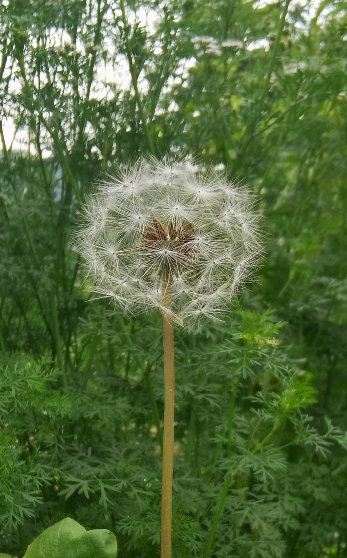 蒲公英图片
