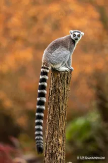 狐猴摄影图片 狐猴摄影图片