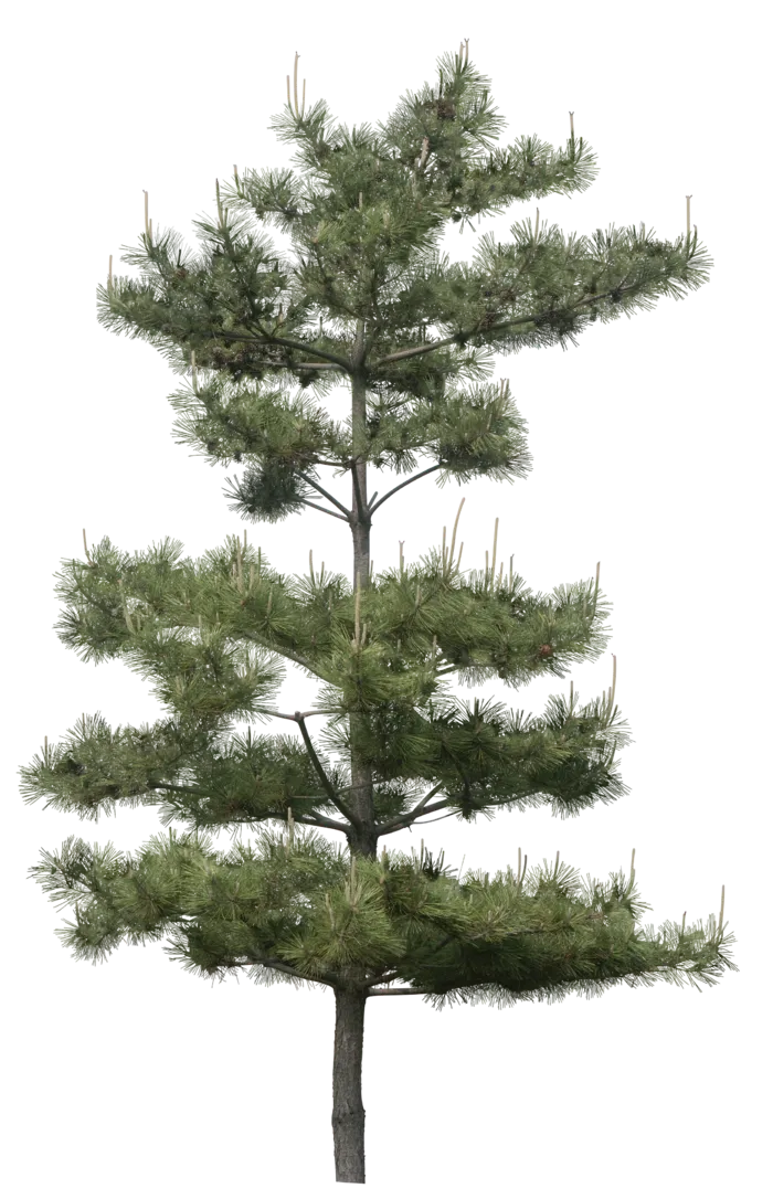 高清树木素材 免抠PSD植物素材 美术绘画园林贴图 树草灌木花草