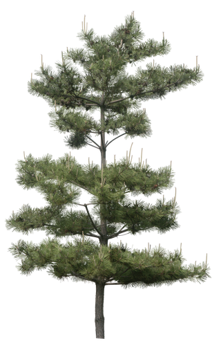 高清树木素材 免抠PSD植物素材 美术绘画园林贴图 树草灌木花草