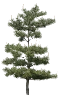 高清树木素材 免抠PSD植物素材 美术绘画园林贴图 树草灌木花草 高清树木素材 免抠PSD植物素材 美术绘画园林贴图 树草灌木花草