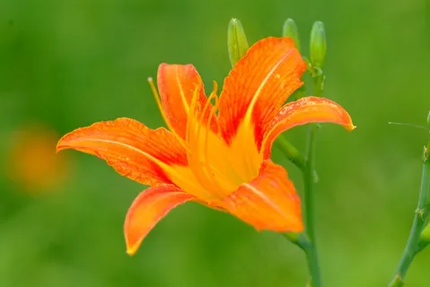 野生大花萱草图片 野生大花萱草图片