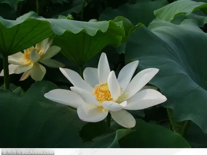 出水芙蓉-荷叶间的白色荷花