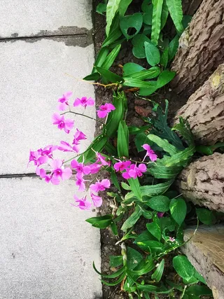 路边粉色兰花开的正艳丽