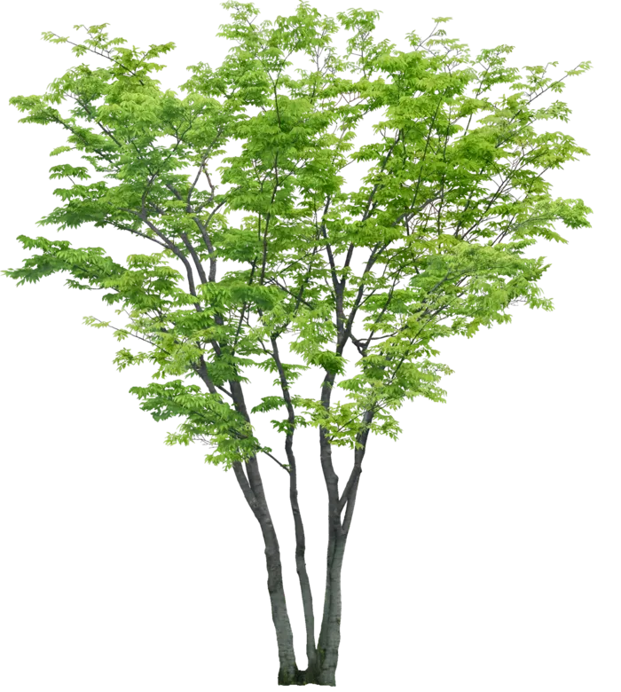 高清树木素材 免抠PSD植物素材 美术绘画园林贴图 树草灌木花草