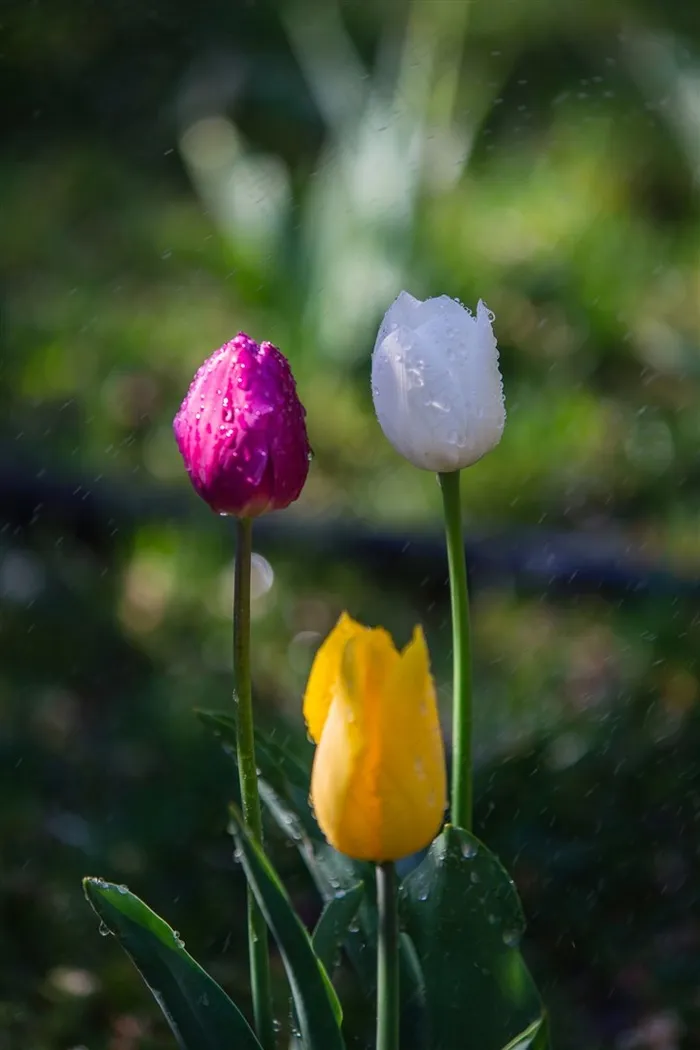 争奇斗艳的郁金香