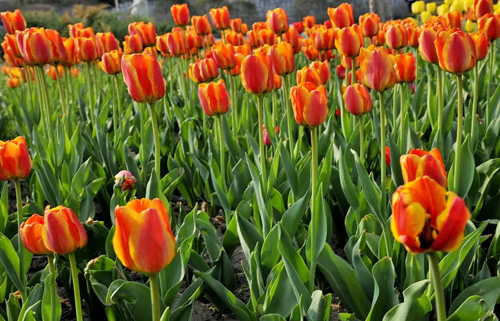 浪漫漂亮郁金香图片