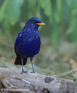 高清枯树上紫啸鸫鸟类图片 高清枯树上紫啸鸫鸟类图片