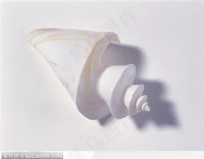 螺旋纹贝壳(三层螺旋) 螺旋纹贝壳(三层螺旋)