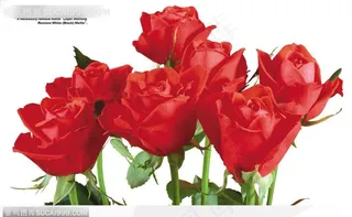 玫瑰花束-一排火红的玫瑰花就