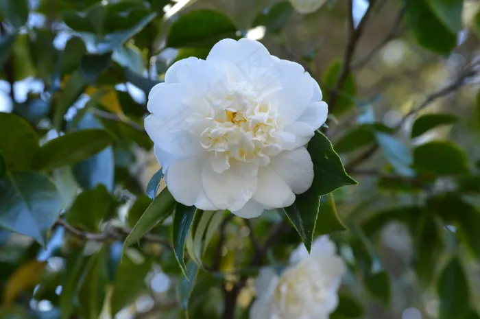 白山茶花图片
