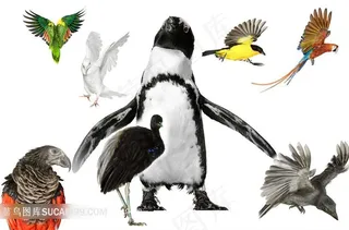 高清飞鸟图片素材