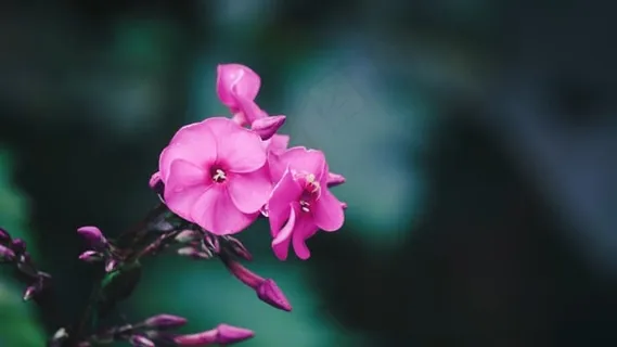 花, 户外, 自然, 夏天, 春天, 植物, 花园, 花的