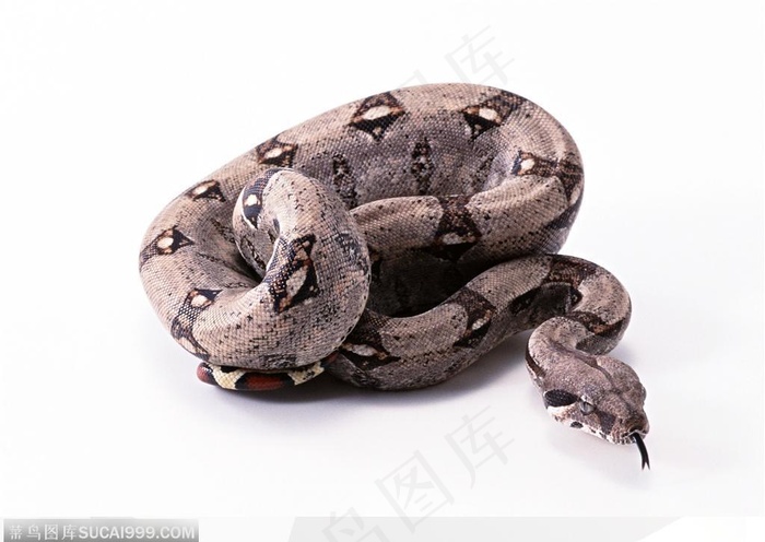 动物特写-盘转的蛇