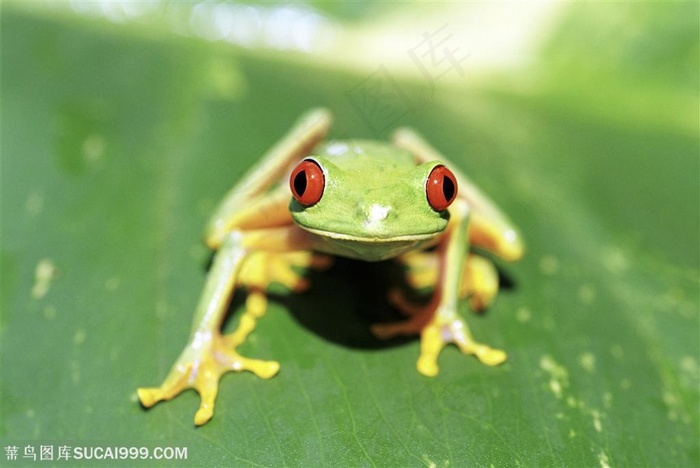 动物世界-树叶上趴着的树蛙