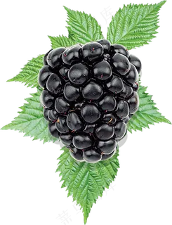 黑莓免抠素材 (23)