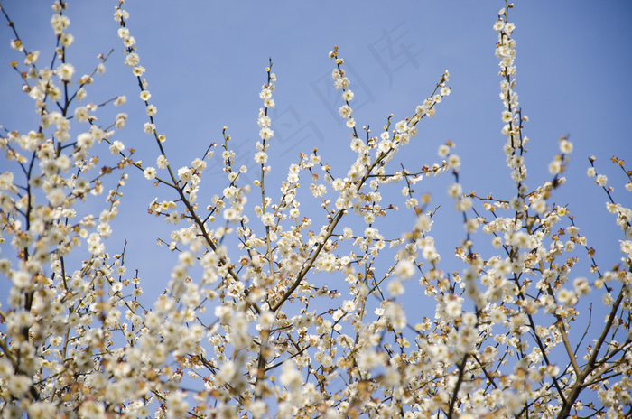 春天鲜花唯美图片下载