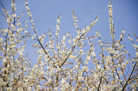 春天鲜花唯美图片下载