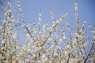 春天鲜花唯美图片下载