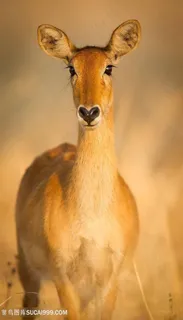 唯美野生动物斑羚图片