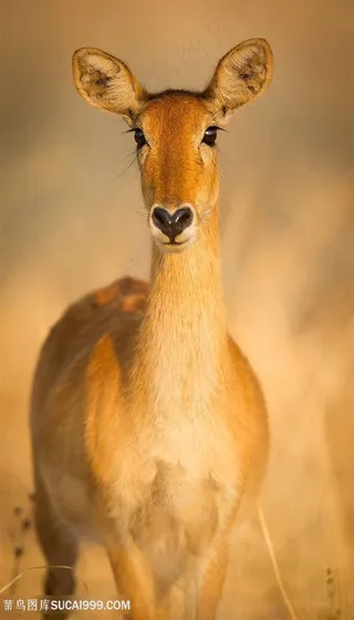 唯美野生动物斑羚图片