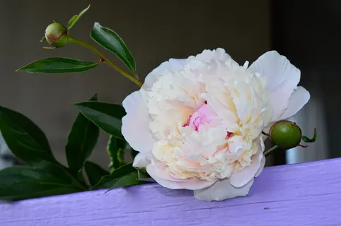 漂亮白色牡丹花朵图片 漂亮白色牡丹花朵图片