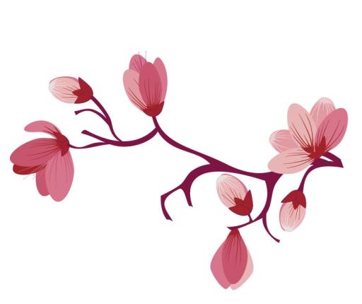 樱花 PNG免抠(729x613)